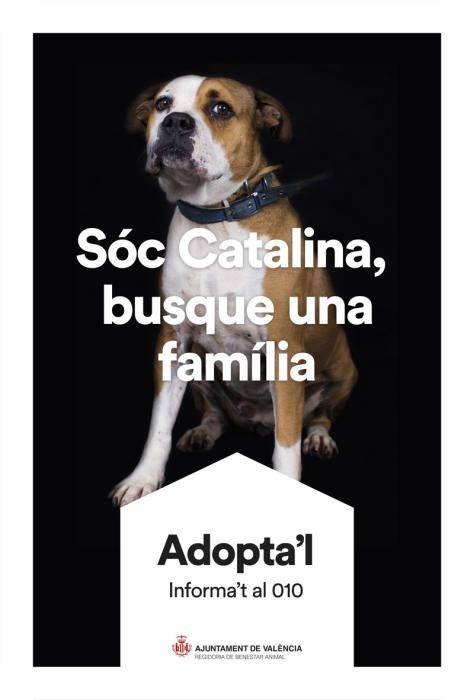 València pone cara y nombre a los perros de Benimàmet que buscan familia de adopción