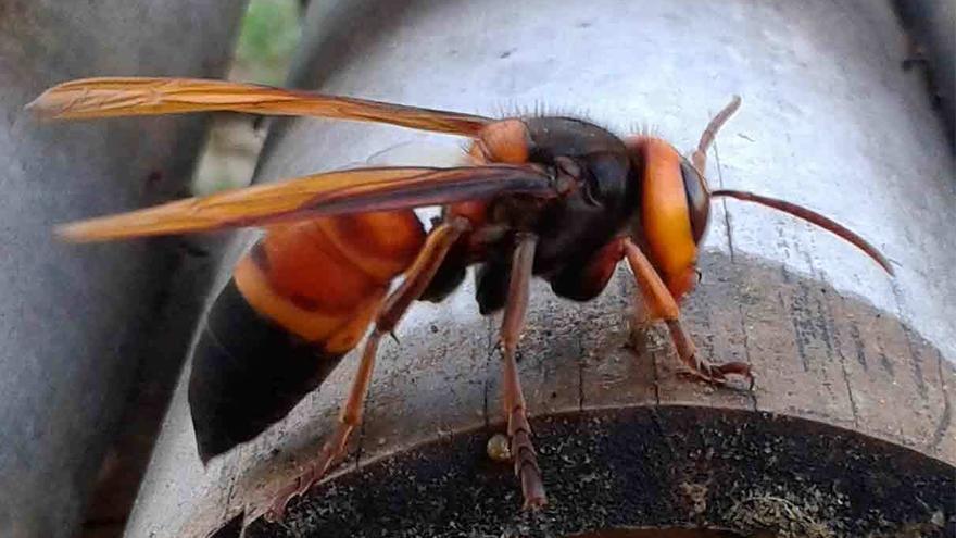 Los apicultores del Caudal piden controles contra el nuevo avispón gigante