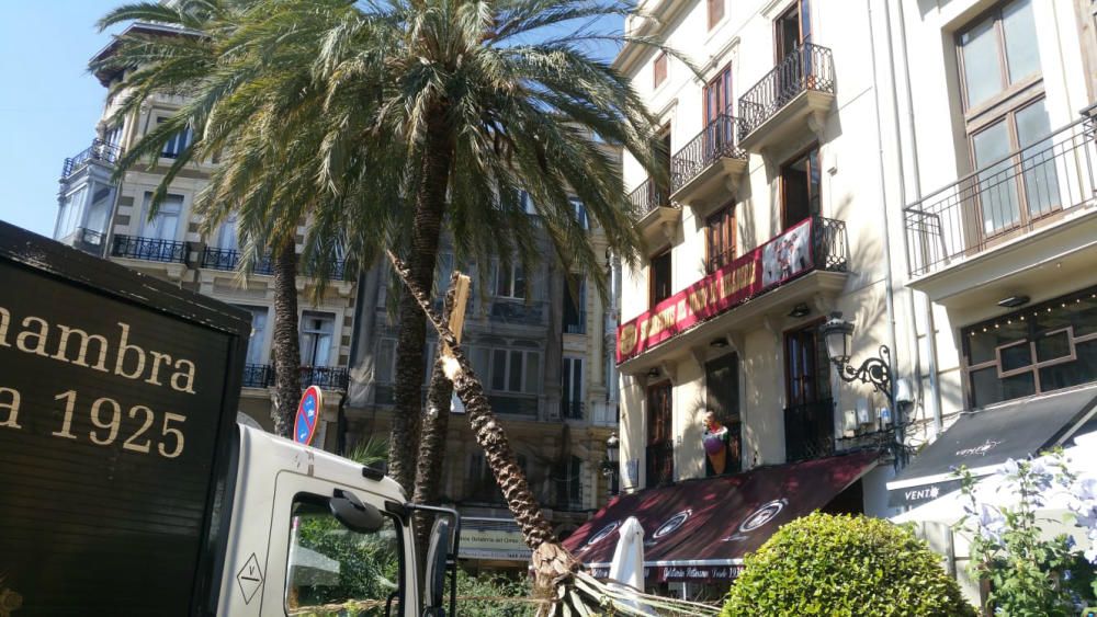 Cae una palmera sobre una terraza en la plaza de la Reina