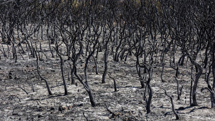 Cuatro dotaciones de bomberos y tres unidades de forestales movilizadas para extinguir el incendio de la Font Roja