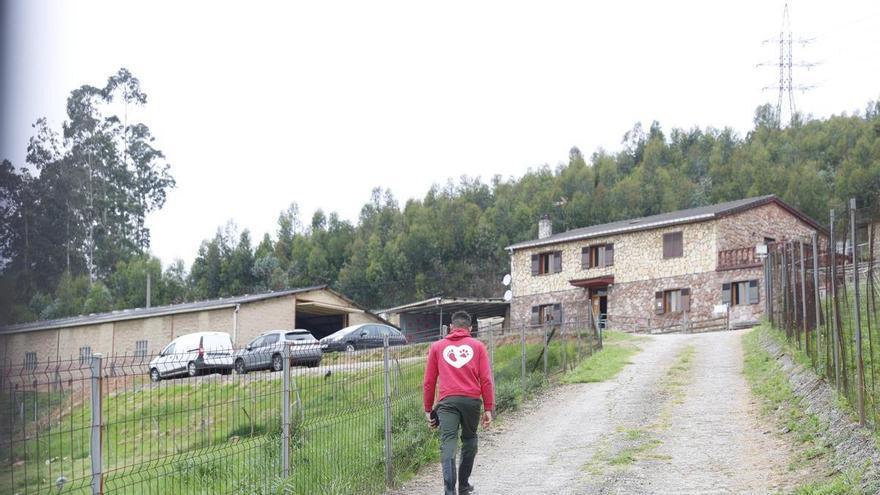 Hablan los dueños del criadero de perros de Gijón clausurado: "Estamos sufriendo una persecución; jamás les haríamos daño"