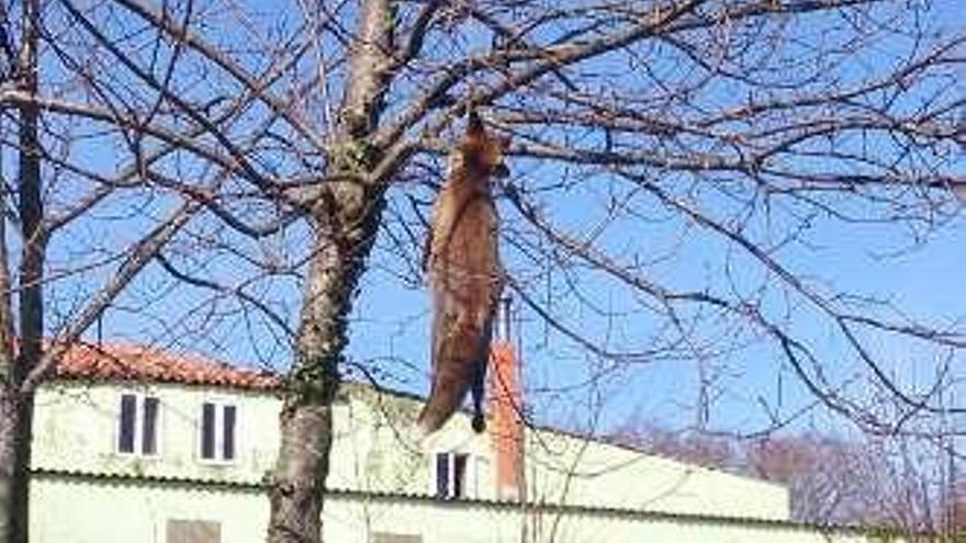 El árbol con el zorro colgado.