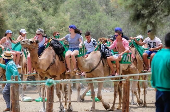 Reportaje excursiones con camellos en las Dunas ...