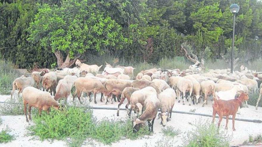 Las calles de Nou Nazaret se convierten en zona de pastoreo para un rebaño de cabras