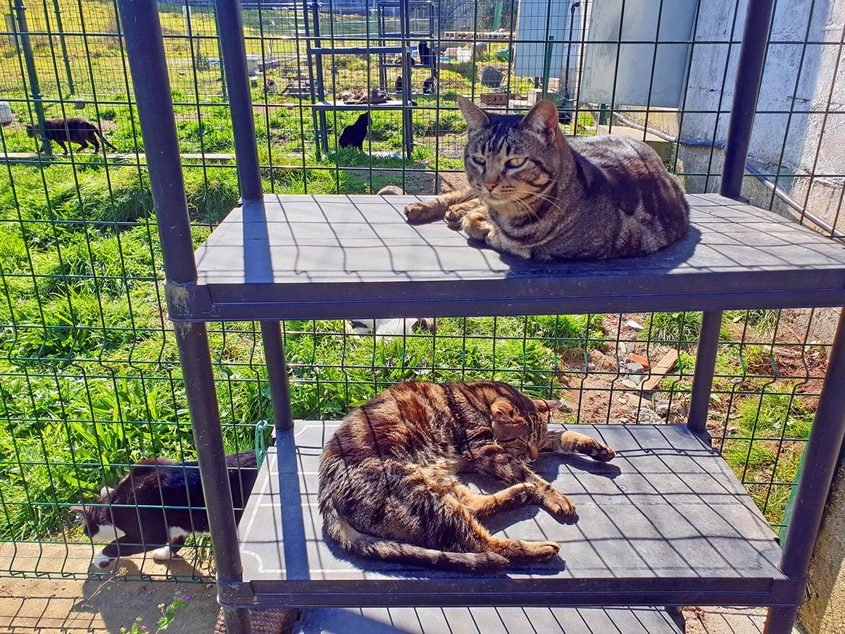 Gondomar protege a sus 70 gatos callejeros