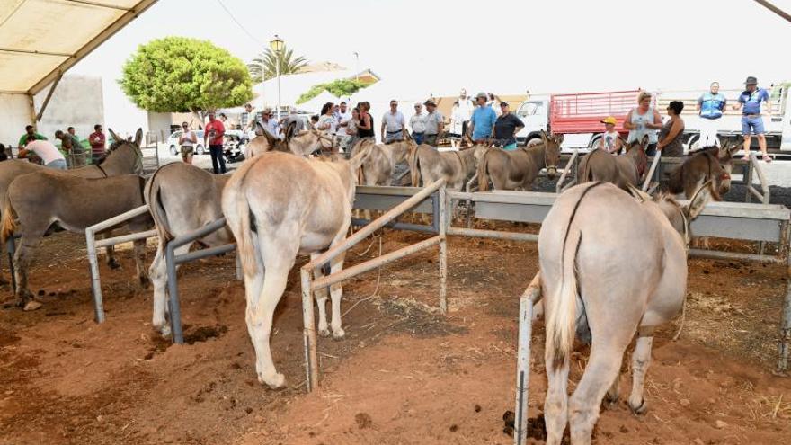 Tiscamanita, cabras y gatos | | LETICIA BARRETO