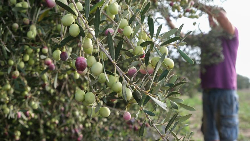 La presión de Marruecos, favorecido por las ayudas del Gobierno, amenaza el futuro del olivar en la provincia de Alicante