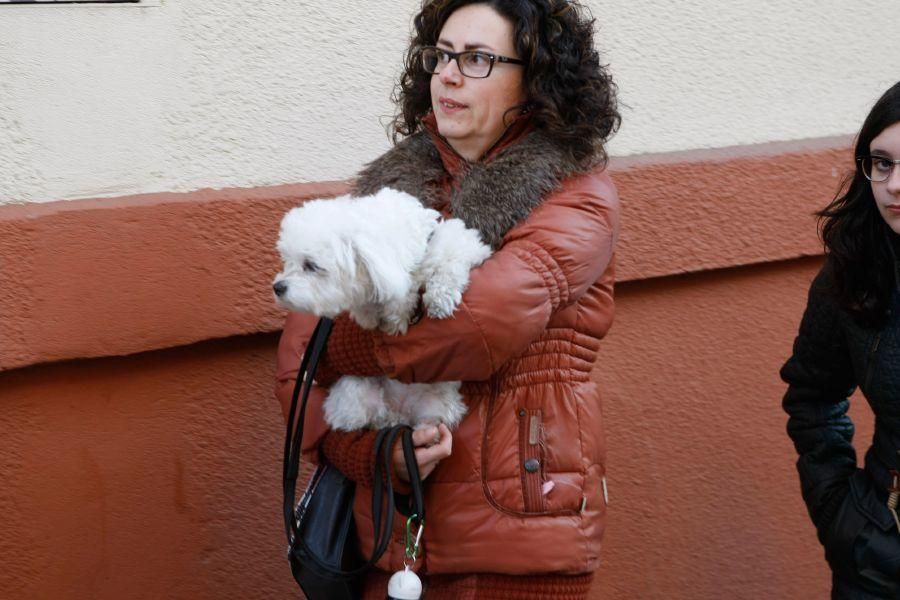 Los perros gobiernan por san Antón en Zamora