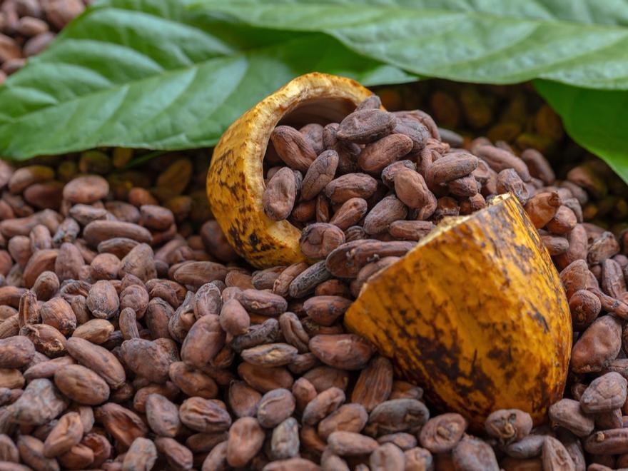 El chocolate, en peligro: un virus está destruyendo los cultivos de cacao