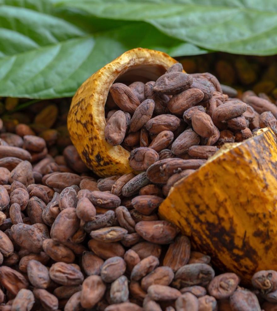 El chocolate, en peligro: un virus está destruyendo los cultivos de cacao