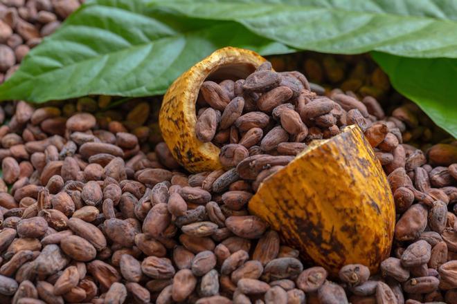 El cultivo de cacao, en peligro por un virus