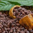 El cultivo de cacao, en peligro por un virus