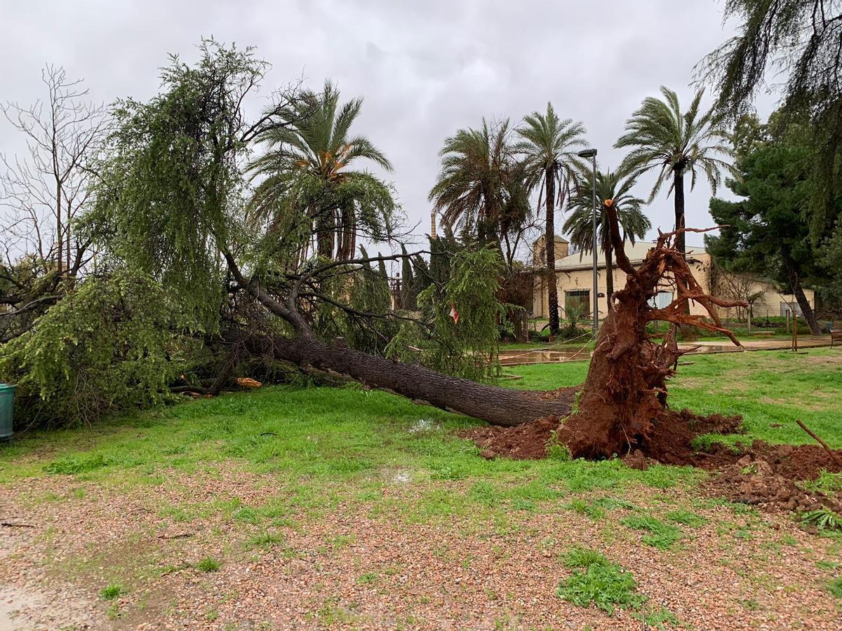 Árboles caídos en Puente Genil por el viento de la borrasca Marta.