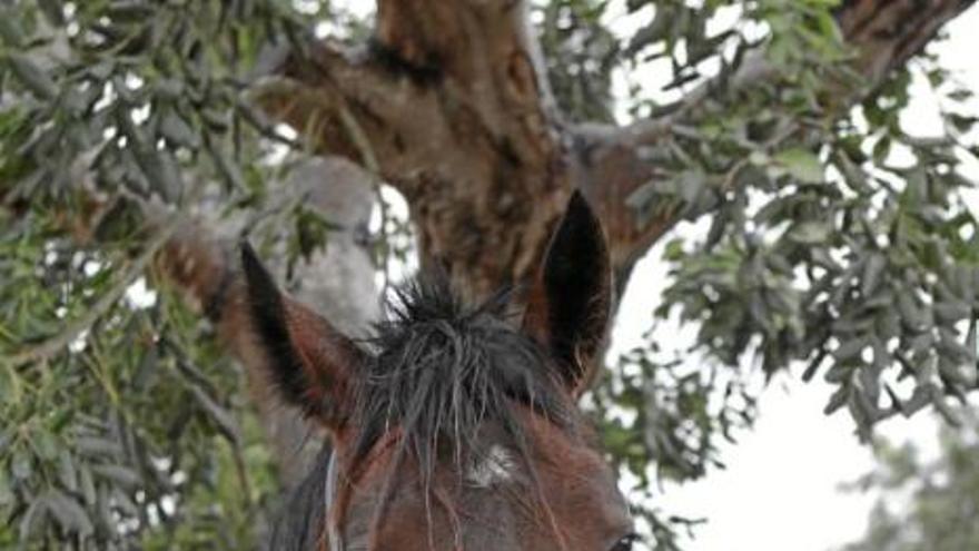 Mallorcas Traberhengst Fibló auf dem Weg zum Champion