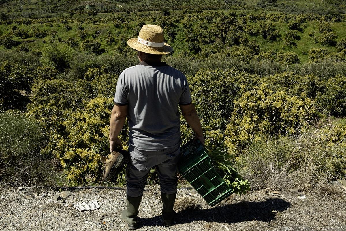 Cultivo de aguacates en la comarca de la Axarquía, en Málaga.