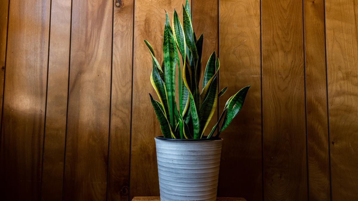 PLANTAS DE INTERIOR RESISTENTES POCA LUZ | Ilumina tu hogar con estas  plantas de interior resistentes que no necesitan mucha luz