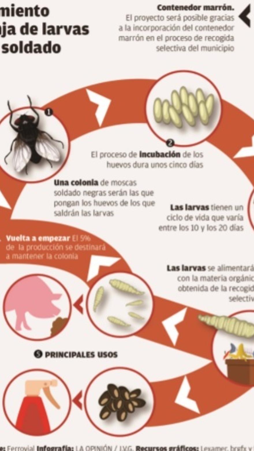 Murcia tendrá la primera granja de larvas de mosca de España - La Opinión  de Murcia
