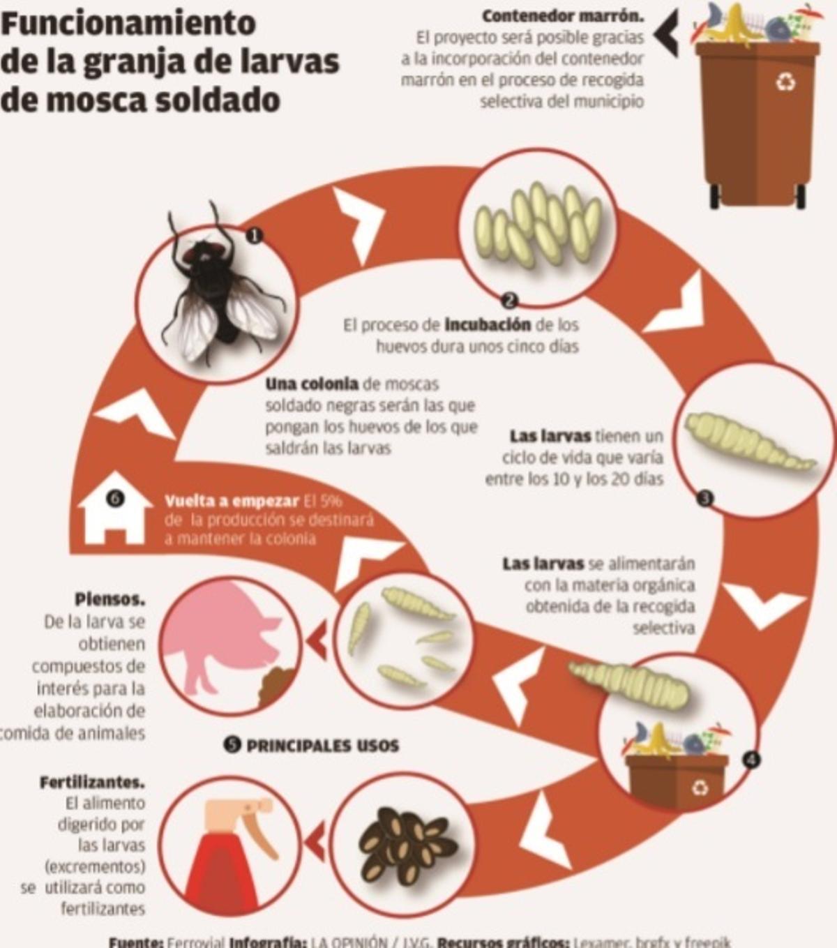 Murcia tendrá la primera granja de larvas de mosca de España