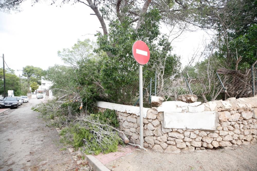 El viento entró por ses Variades y se cebó sobre todo en las zonas de Cala Gració y Can Coix hasta disiparse ya cerca de Santa Agnès