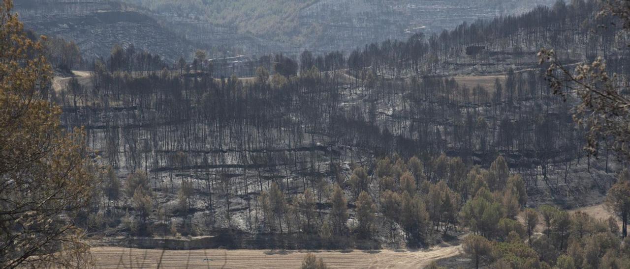 Vista de la zona afectada pel foc des de les Brucardes | ALEX GUERRERO