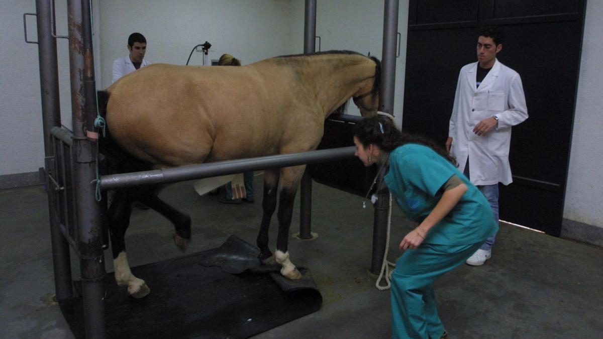 El caballo 8 La Facultad de Veterinaria, como el HCV, tiene una especial vinculación con el mundo del caballo, en donde es un referente internacional. | A.J. GONZÁLEZ