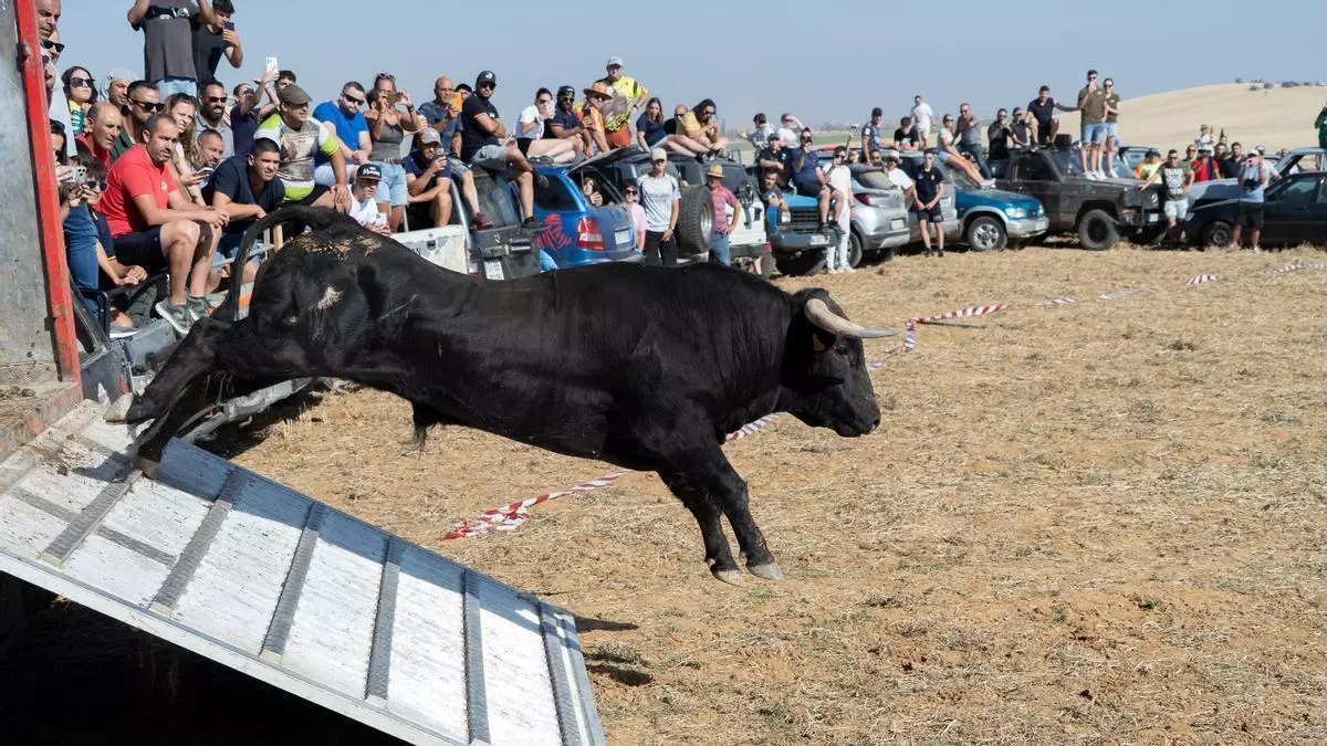 Multitudinario encierro en Moraleja del Vino con desigual juego de los astados