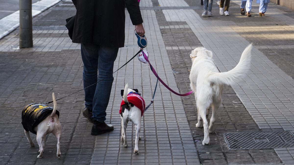 Castelló subvenciona la esterilización de mascotas - El Periódico  Mediterráneo