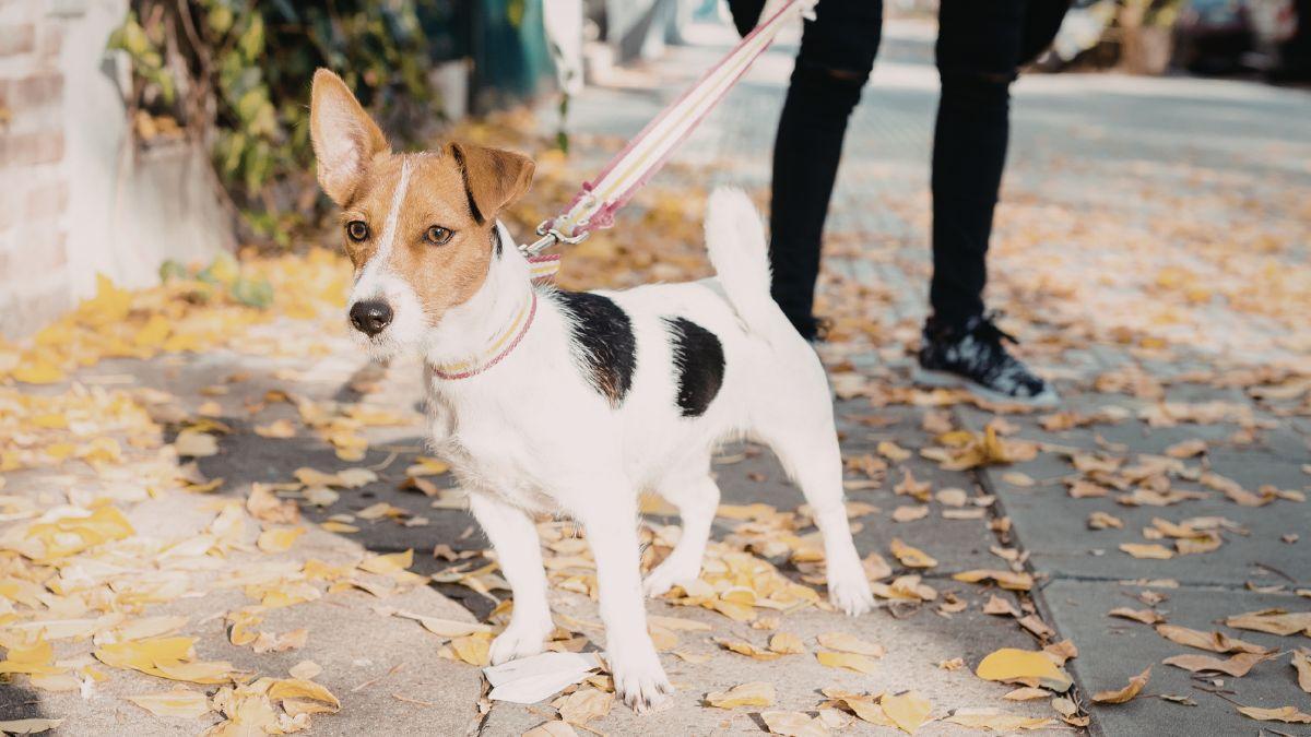 El error más frecuente al asear al perro