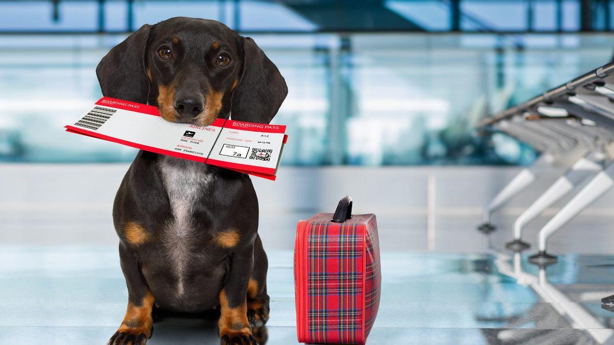 Bark Air: así es la primera aerolínea exclusiva para perros