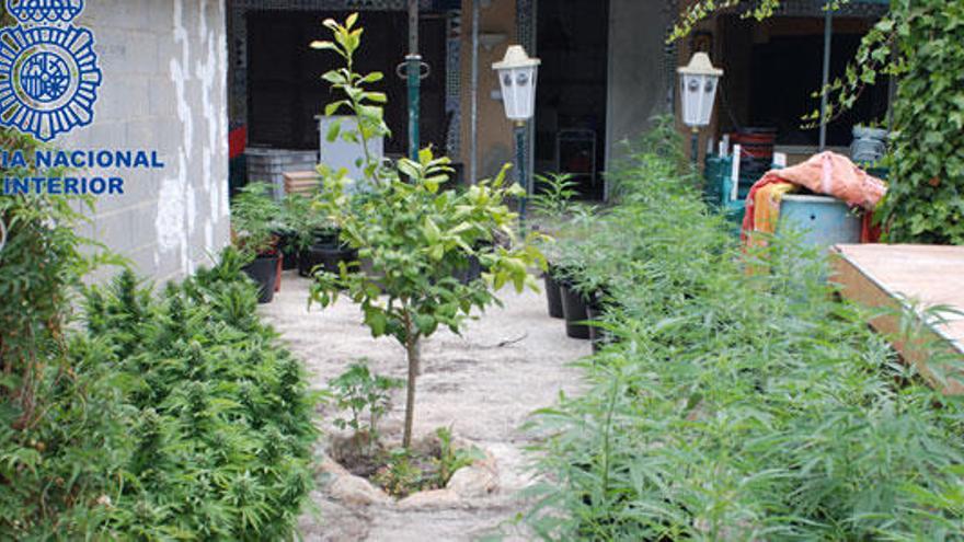 Desmanteladas cuatro plantaciones de marihuana
