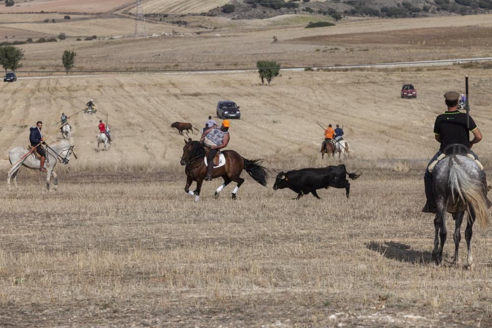 Encierro campero en Pereruela