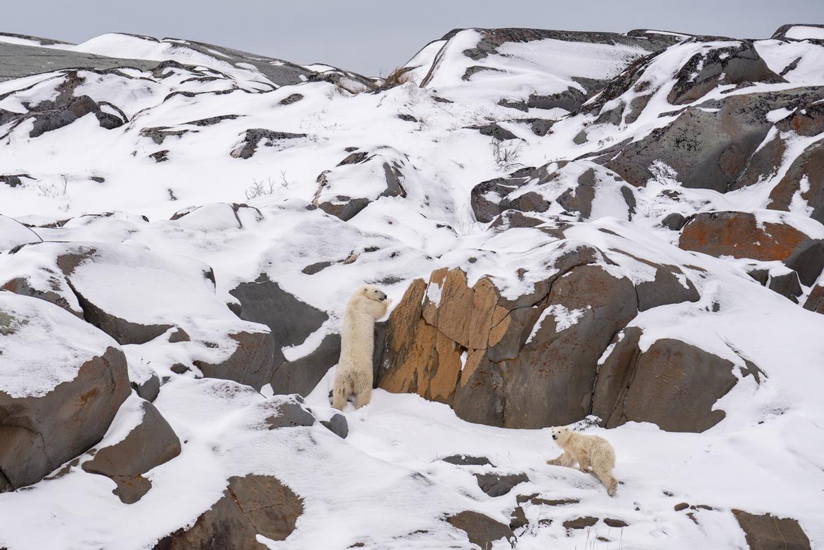 Osos polares en ascenso, Wapusk, Canadá.