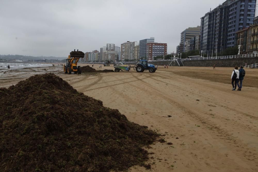 Recogida de ocle en la playa de San Lorenzo de Gijón