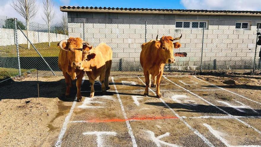 La caca de la vaca que reparte 1.000 euros de premio en Ourense