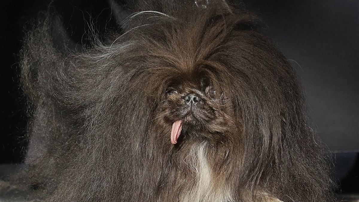 Así es el perro más feo del mundo: un pekinés llamado Wild Thang