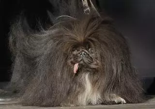 Así es el perro más feo del mundo: un pekinés llamado Wild Thang