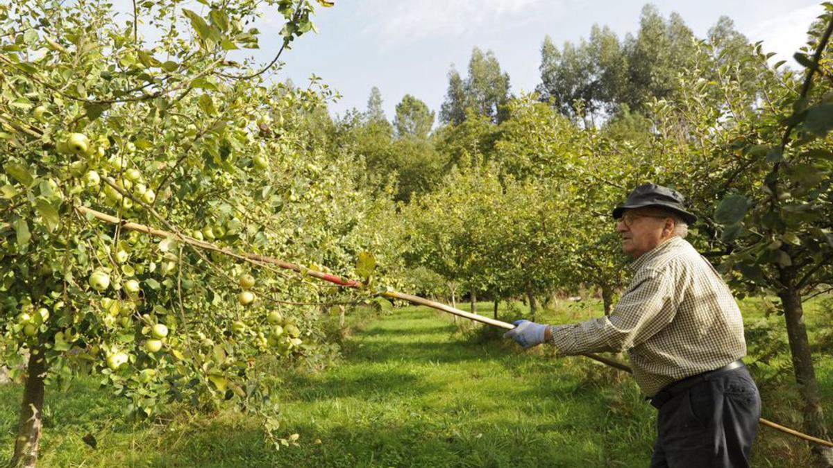 La nueva cooperativa Maestra suma el 70% de la producción de manzana en A Estrada
