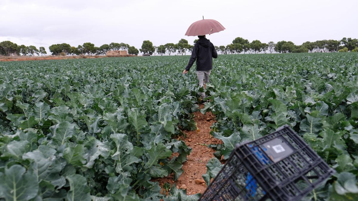 La lluvia podría aliviar la falta de agua en los cultivos del interior de la provincia pero el pedrisco podría arrasar las cosechas.