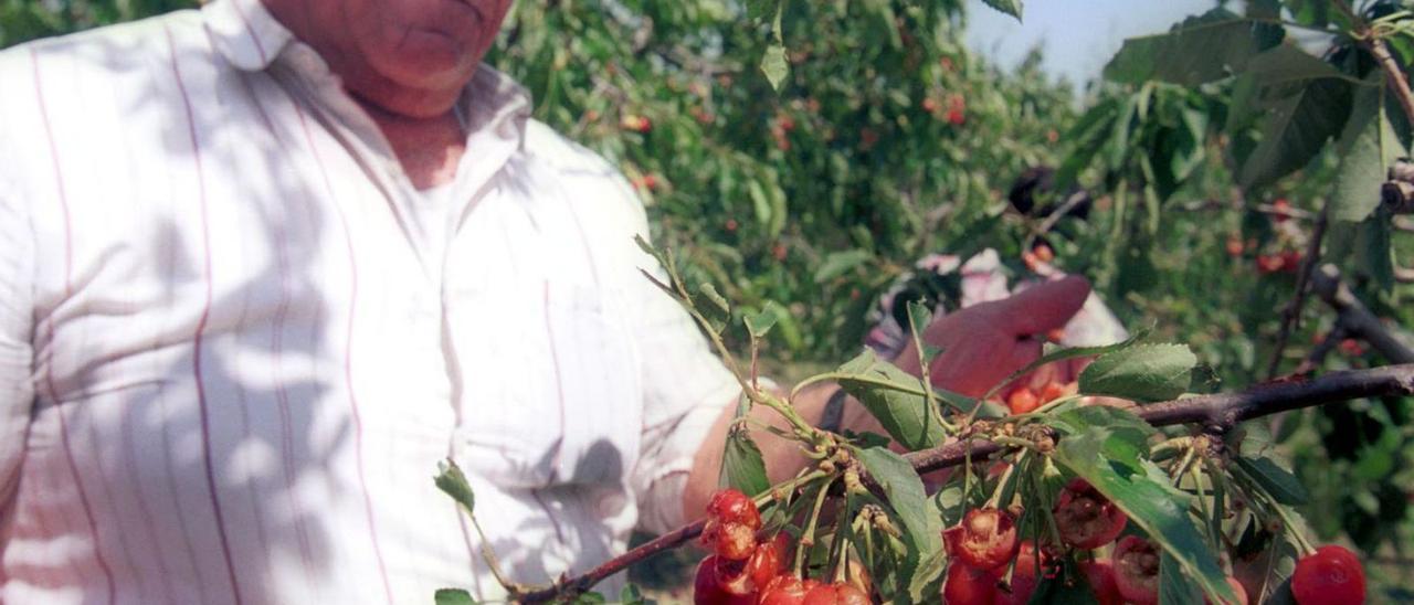 Fruita afectada per les gelades en una fotografia d’arxiu. | JOAN PUIG