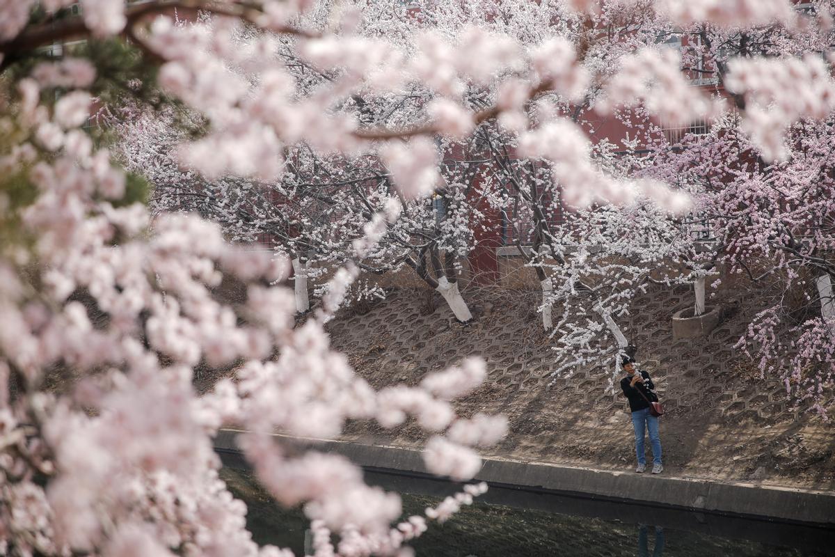 Florecen los primeros cerezos en Pekín