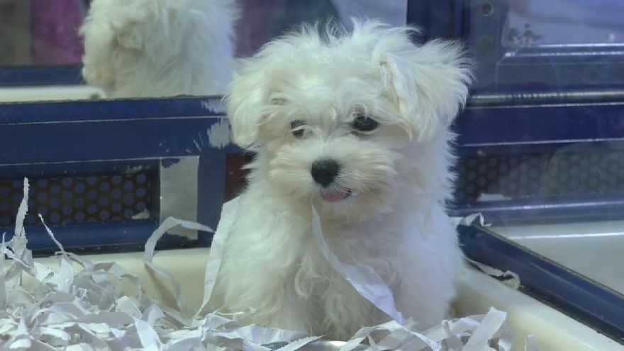Sólo criadores autorizados pueden vender perros, gatos y hurones