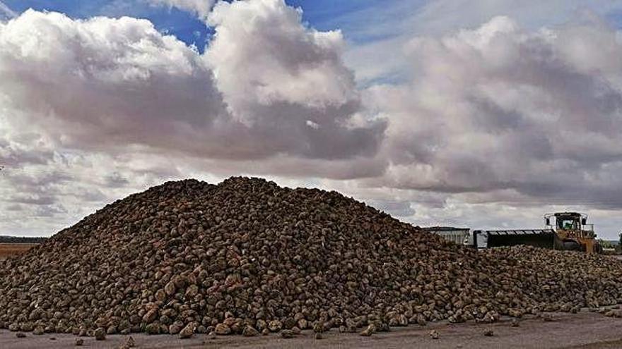 Recepción de la remolacha de esta campaña en la fábrica de azúcar de Toro.