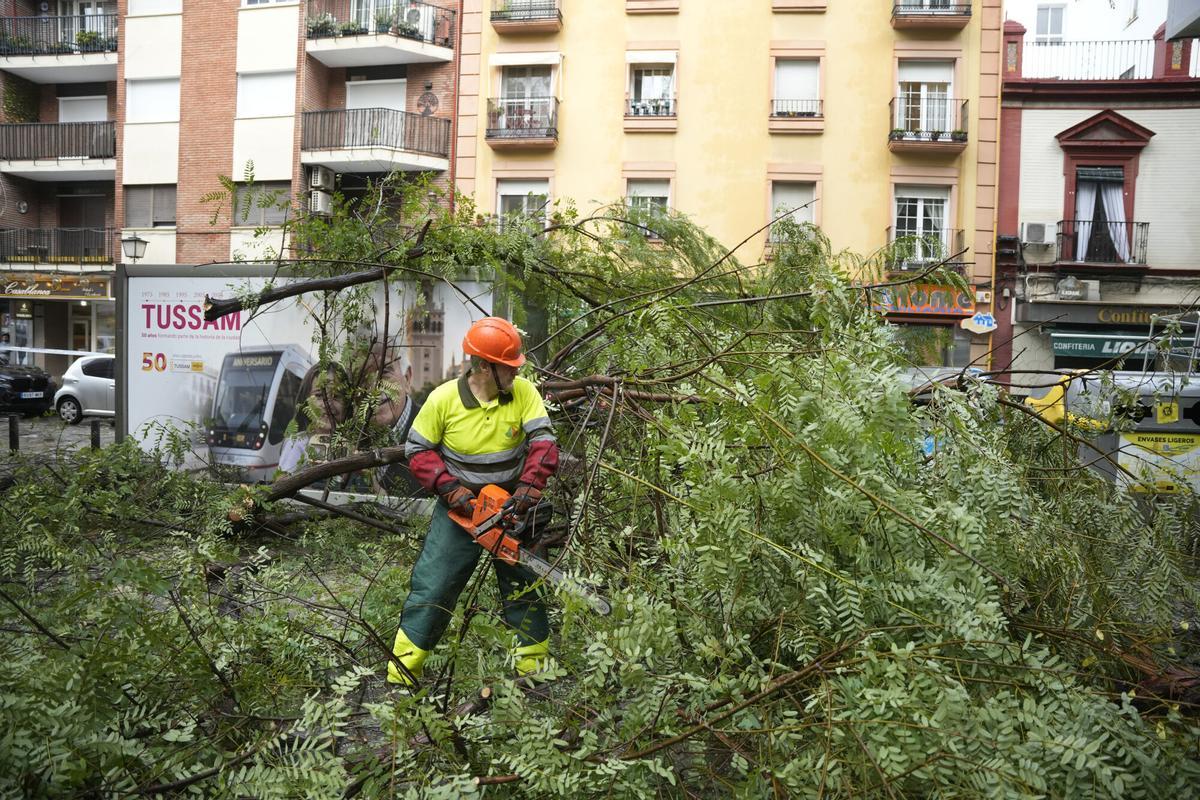 Operarios del ayuntamiento de Sevilla trabajando en la retirada de árboles caídos en la capital.