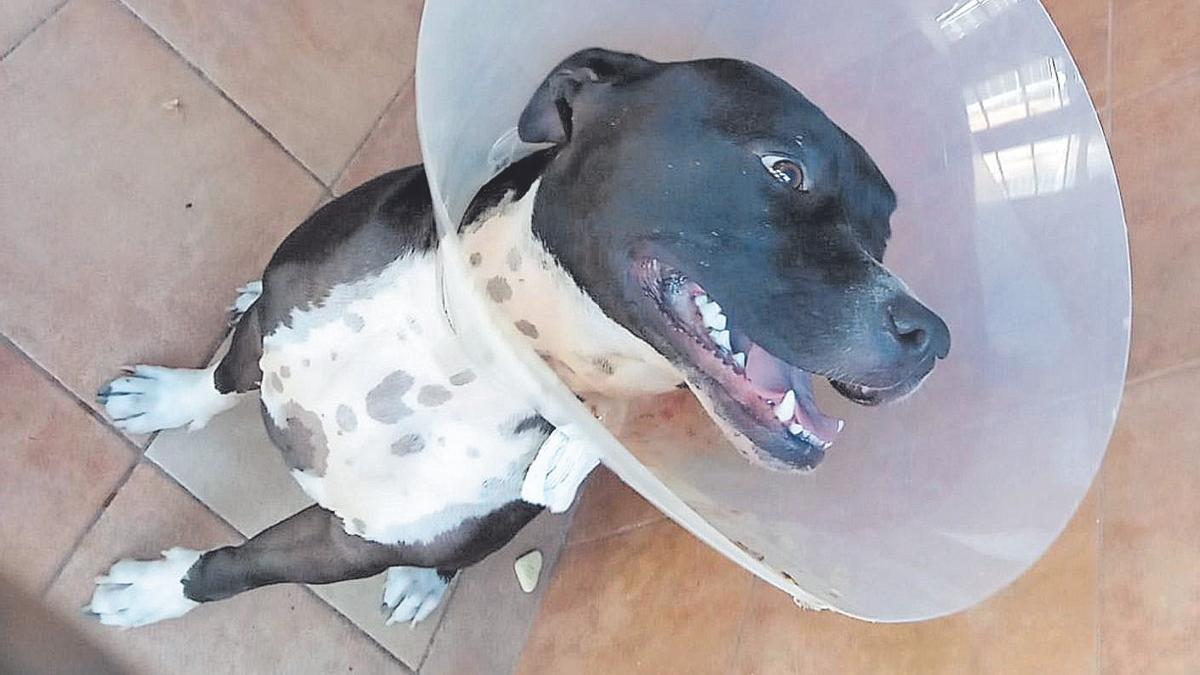 El perro de raza ‘American Staffordshire Terrier’ que atacó a su dueña en Playa del Inglés.