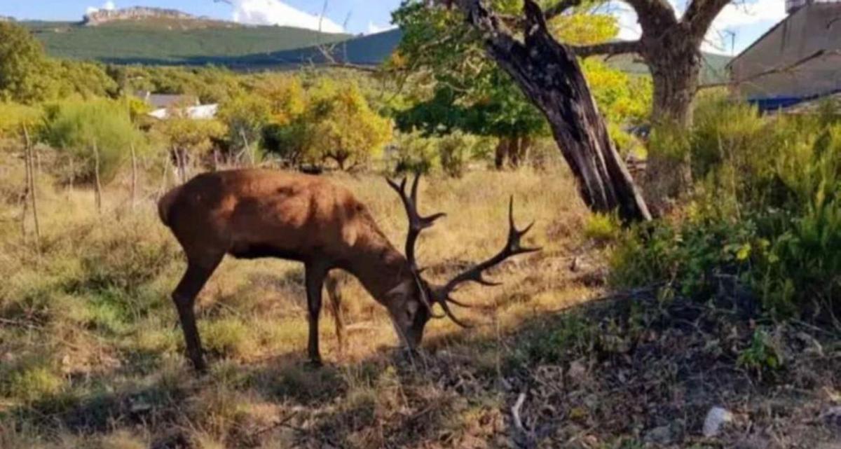 Linarejos, con el ciervo &quot;Carlitos&quot;, un vecino más