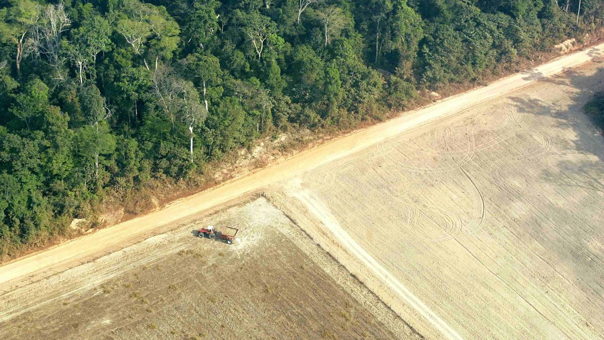 Tierra deforestada por la agricultura.