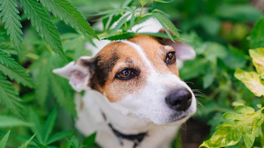 Mucho cuidado: esta es la lista de plantas comunes y altamente tóxicas para tu mascota