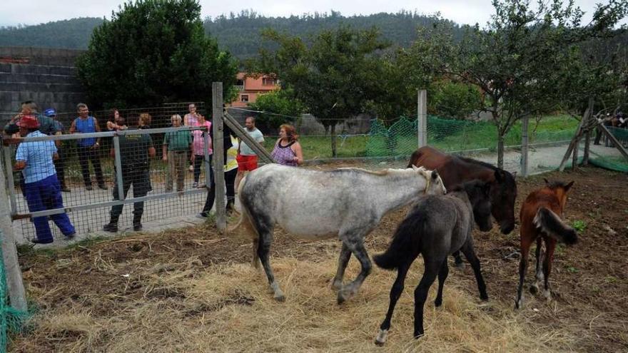 Los vecinos realizaron una batida el martes por la mañana y capturaron seis caballos. // Iñaki Abella