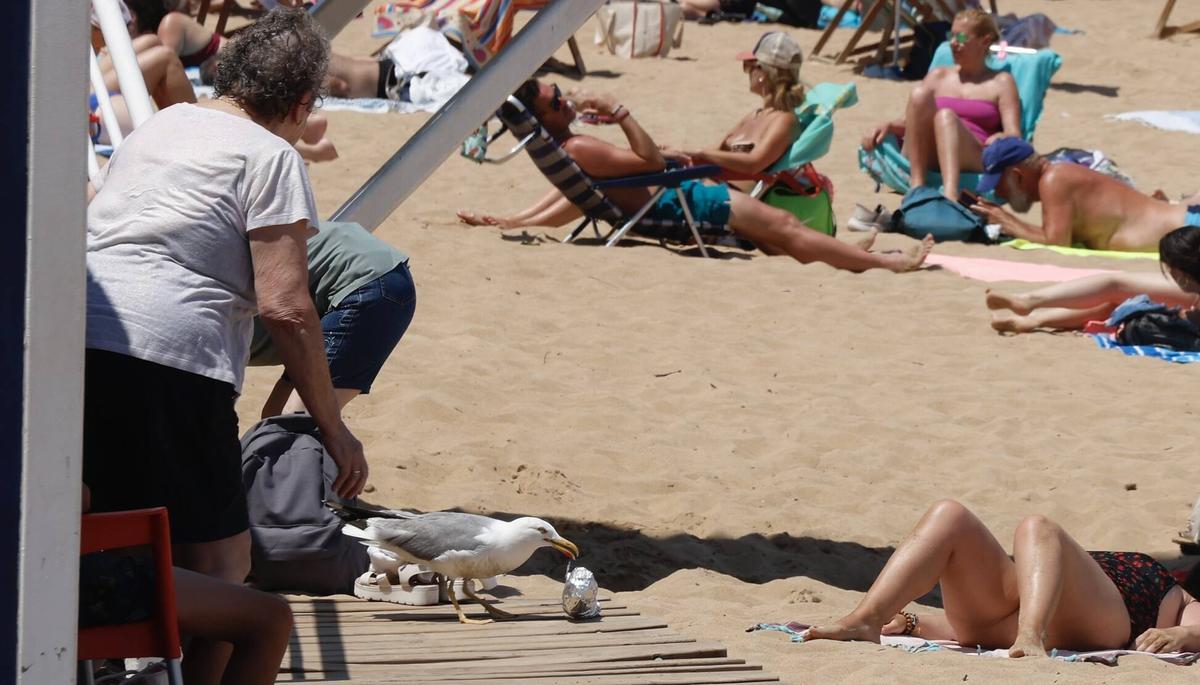 La curiosa escena con una gaviota y un bocadillo en Gijón, en imágenes