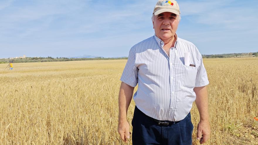 Hablan los productores de cereales y forrajes en Mallorca: «Es un completo desastre, hemos perdido la semilla»